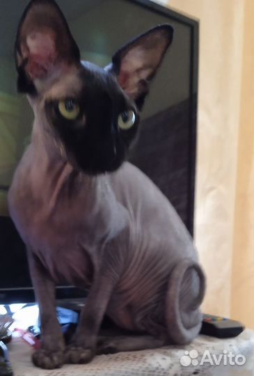 Канадский сфинкс