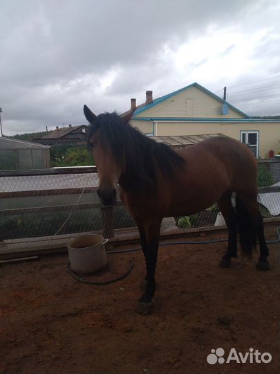 Продам лошадь.В любом виде