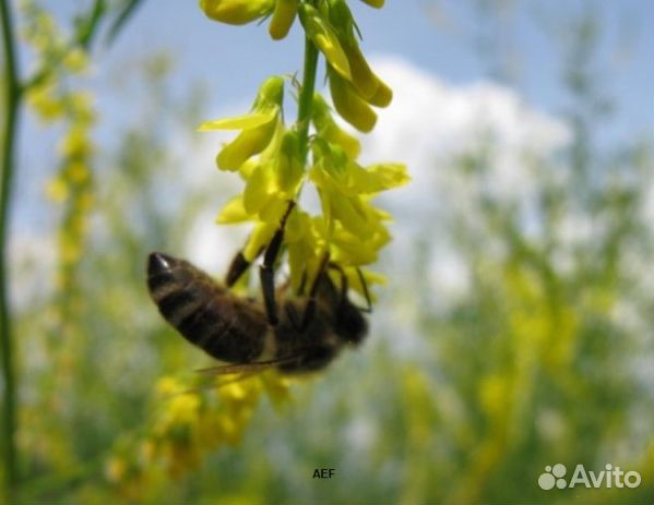 Мед 2024 года натуральный опт