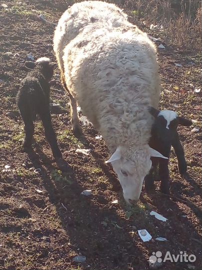 Овцы бараны