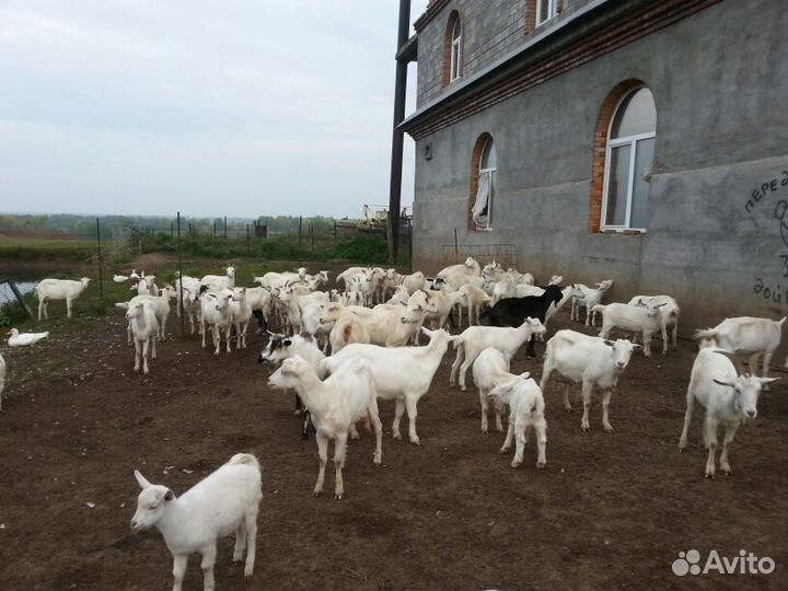 Зааненские козы