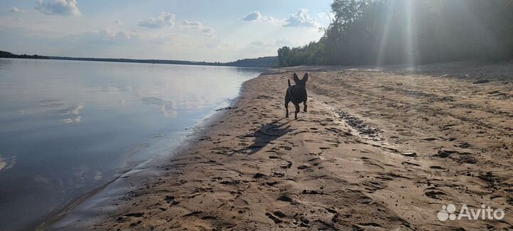 Кобель цвергпинчер вязка