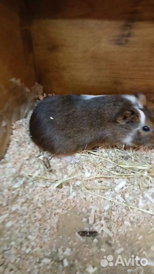 Морская свинки породистые