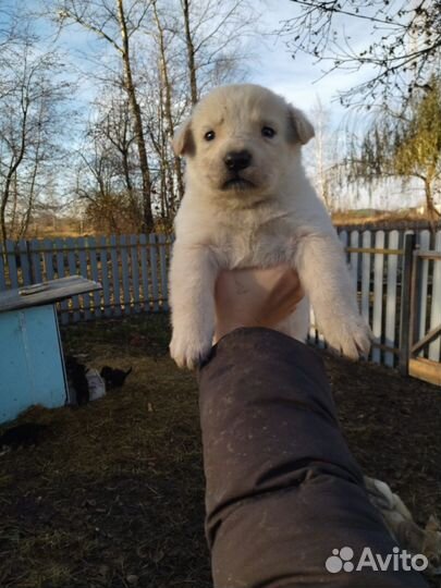 Щенки хаски