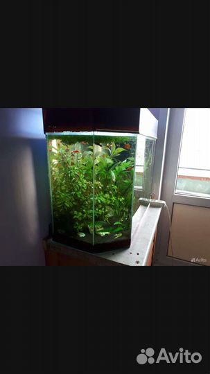 Аквариум