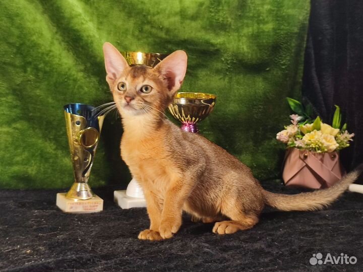 Абиссинские котята