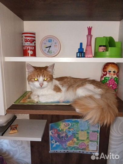 Котик в добрые руки