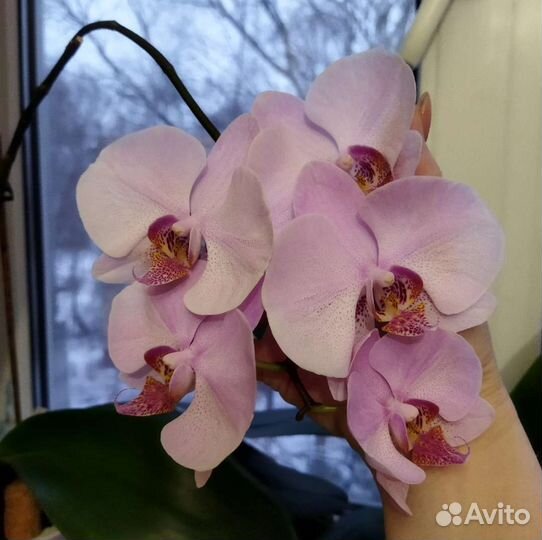 Орхидея Тихий шторм