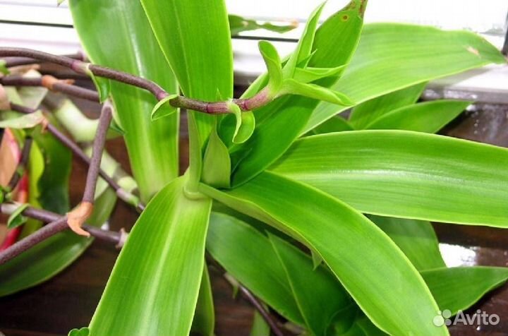 Комнатные растения