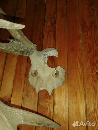 Рога германской косули