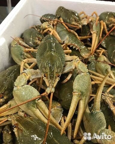 Раки живые и вареные