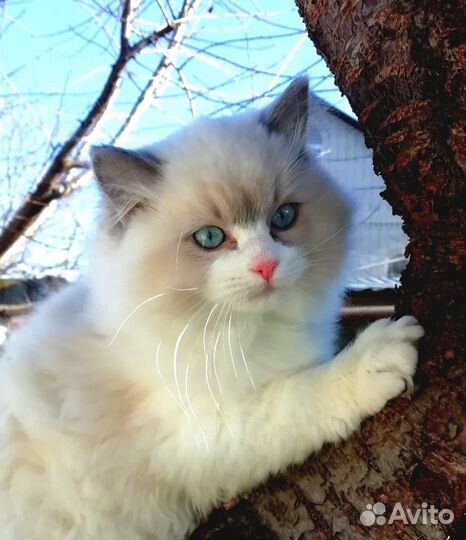 Котята рэгдолл