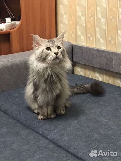 Продаются котята мейн-кун