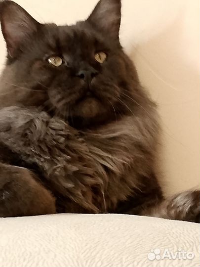 Кот на вязку