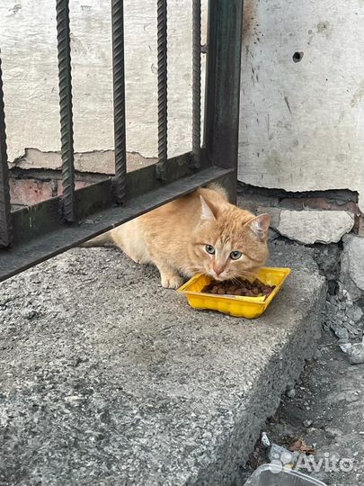 Рыжий кот в добрые руки