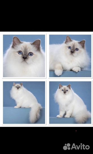 Священная бирма котенок