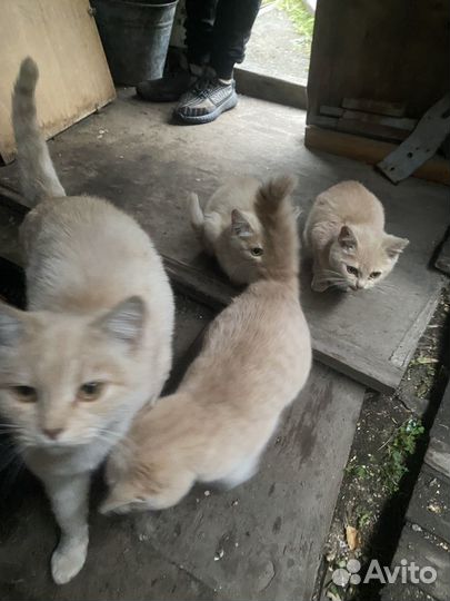 Отдам в добрые руки