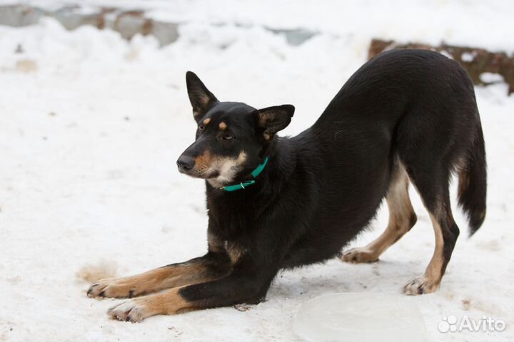 Отдам даром собаку Мулю в добрые руки
