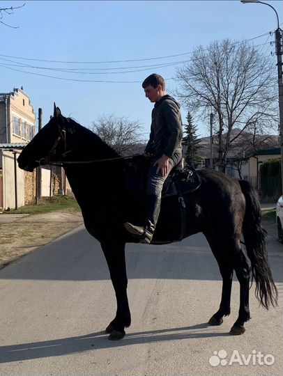 Жеребец Карачаевской породы