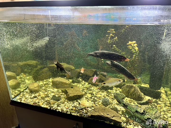 Аквариум 200 литров