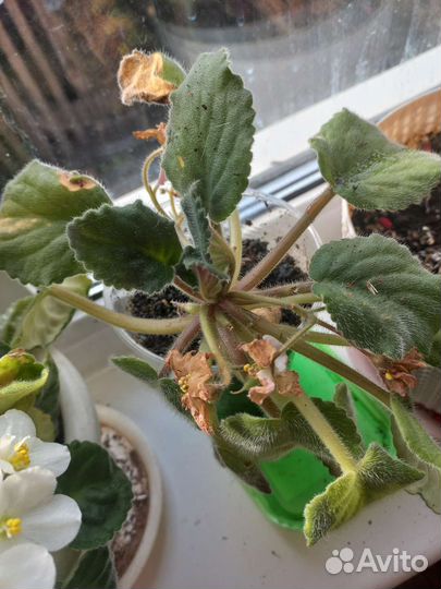 Герань, фиалки