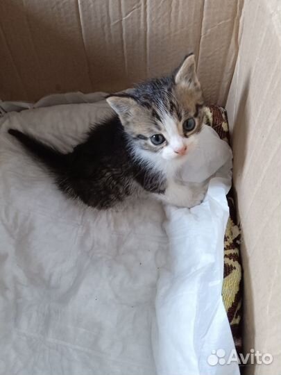Котёнок в добрые руки