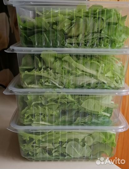 Салатная зелень, микрозелень