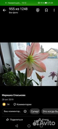 Гипиаструм