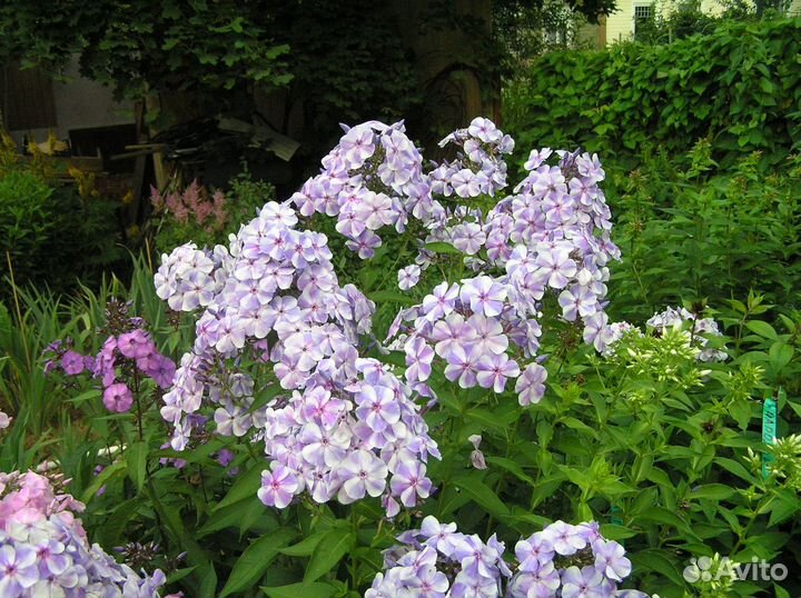 Флоксы сортовые