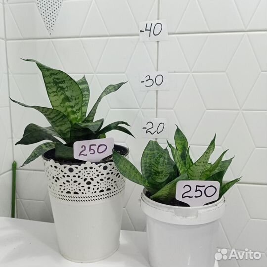 Растения комнатные цветы