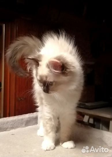 Котята рэгдолл от Чемпионов с документами WCF