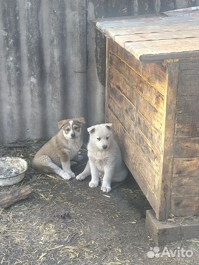 Собака в добрые руки лайка