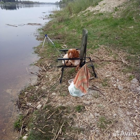 Русский спаниель вязка