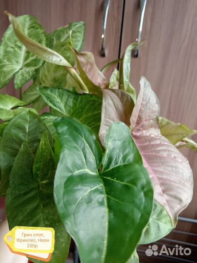 Сингониумы наборы