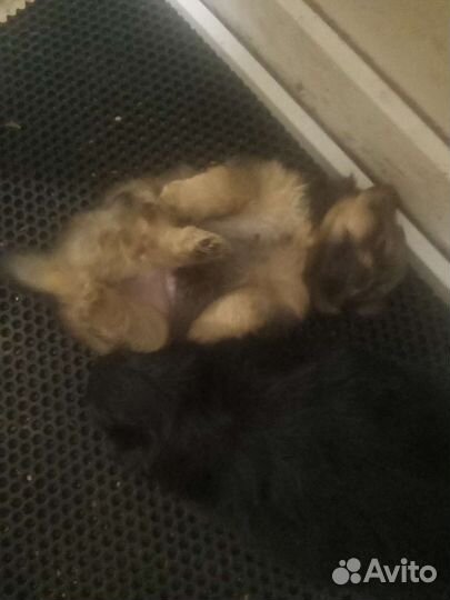 Щенки померанского мини шпица