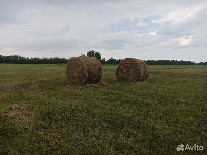 Сено люцерна, и луговое разнотравие большие рулоны