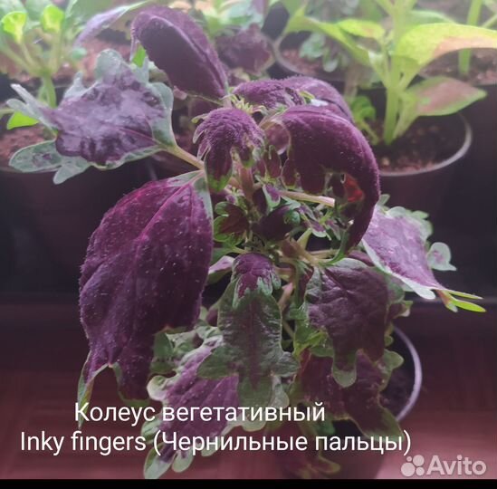 Колеусы вегетативные сортовые