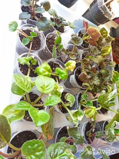 Детки сортовых фиалок