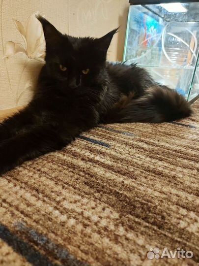 Кошки в добрые руки