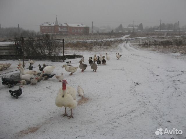 Куры молодоки. петухи