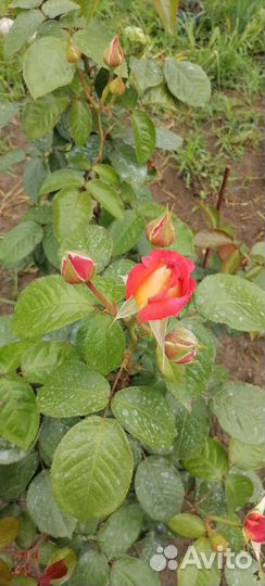 Саженцы розы Глория Дэй