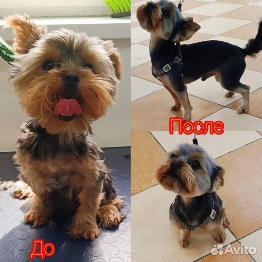 Модель на груминг