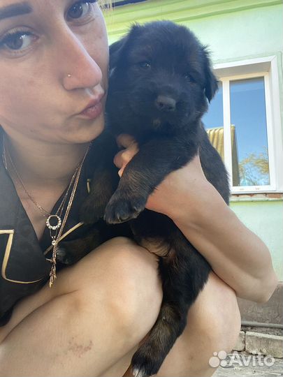 Метис лабрадора