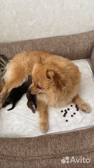 Померанский шпиц мини