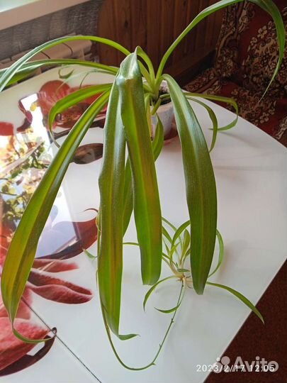 Хлорофитум