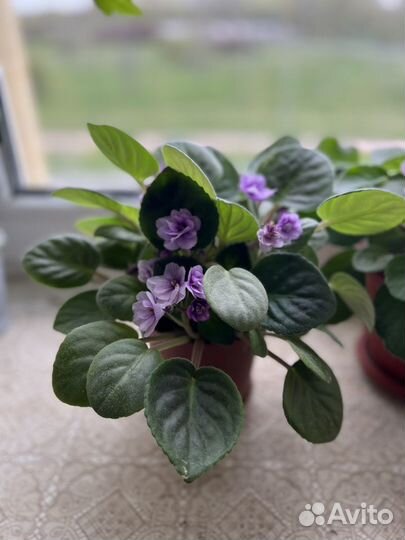 Фиалка фиолетовая