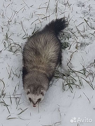 Вязка хорька