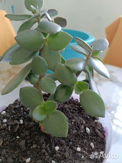 Толстянка,денежное дерево