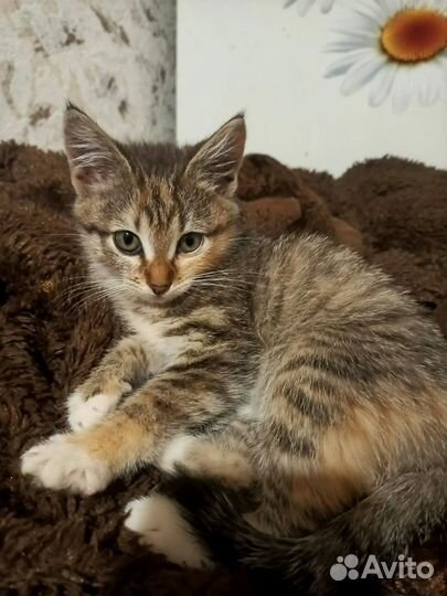 Котята