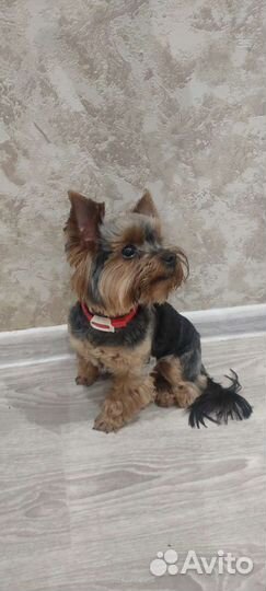 Йоркширский терьер мини вязка